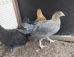 2 jonge kippen beschikbaar (hennetjes), Dieren en Toebehoren