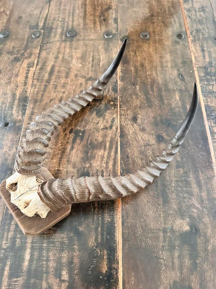 Grote Impala Antilopen jachttrofee Congo 1940, Antiek en Kunst, Kunst | Niet-Westerse kunst, Verzenden