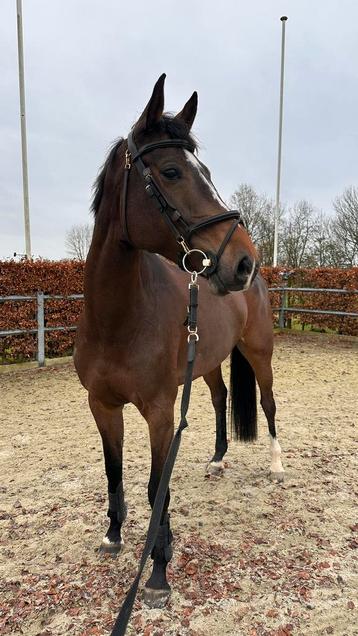 Springpaard - Merrie 7 jaar IN OPTIE, Enlèvement ou Envoi, Comme neuf