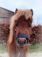 Twee super schattige shetty veulentjes, Dieren en Toebehoren, 0 tot 2 jaar, Hengst, A pony (tot 1.17m), Onbeleerd