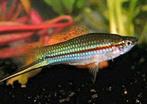 Zwaarddragers groen, Dieren en Toebehoren, Vissen | Aquariumvissen, Vis, Zoetwatervis