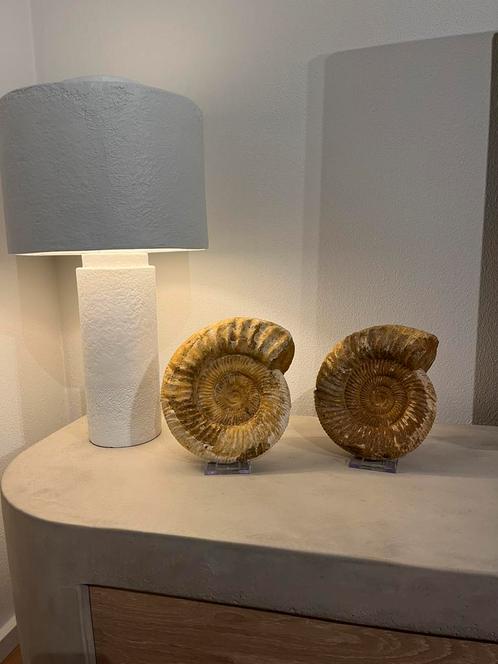 Grote ammoniet madagaskar - 3.2kg, Verzamelen, Mineralen en Fossielen, Fossiel, Ophalen