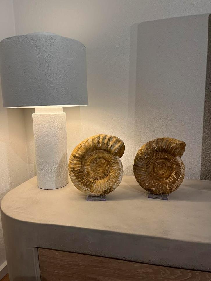 Grote ammoniet madagaskar - 3.2kg, Verzamelen, Mineralen en Fossielen, Fossiel, Ophalen