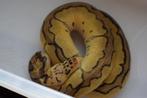 python regius, Serpent, 0 à 2 ans
