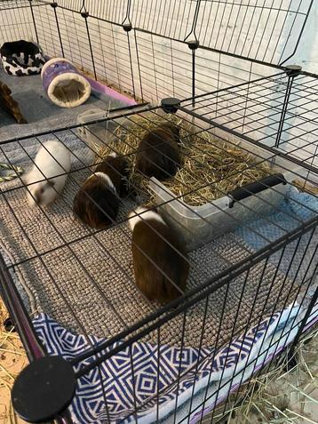 Groote Cavia kooi met veel toebehoren beschikbaar voor biedingen