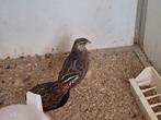 Harekijnkwartels, Dieren en Toebehoren, Pluimvee, Meerdere dieren, Overige soorten