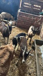 Geiten te koop, Dieren en Toebehoren, Schapen, Geiten en Varkens, Mannelijk, Geit, 0 tot 2 jaar