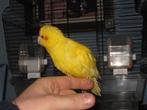 handtamme kakarikis, Dieren en Toebehoren, Meerdere dieren, Parkiet, Geringd