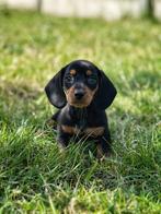 Kortharige teckel pupjes ,bij ons geboren !!, Dieren en Toebehoren, Honden | Teckels en Dashonden, België, CDV (hondenziekte)