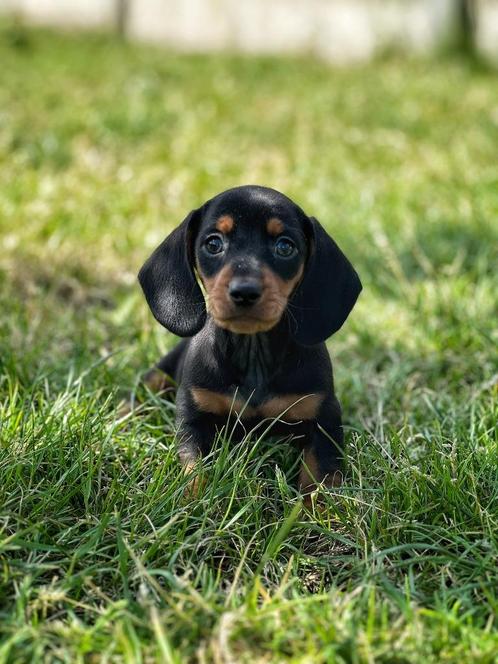 Kortharige teckel pupjes ,bij ons geboren !!, Dieren en Toebehoren, Honden | Teckels en Dashonden, Meerdere dieren, Korthaar, Dwerg