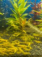 Yellow backline garnalen, Animaux & Accessoires, Poissons | Poissons d'aquarium, Homard, Crabe ou Crevette, Poisson d'eau douce