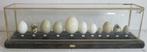 antiek didactisch vitrientje box verschillende eieren, Antiek en Kunst, Ophalen of Verzenden
