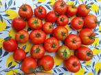 Eigen gekweekte tomaten, Diversen, Levensmiddelen, Ophalen