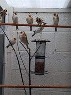 Distelvink Major, Dieren en Toebehoren, Vogels | Overige Vogels, Meerdere dieren, Wildzangvogel, Geringd