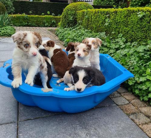 border collie pups, Dieren en Toebehoren, Honden | Herdershonden en Veedrijvers, Meerdere dieren, Collie, Fokker | Professioneel