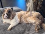 Mooi en vriendelijke mannelijke konijntje, Animaux & Accessoires, Lapins, Mâle, 0 à 2 ans
