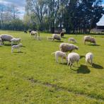 gespeende lammeren gevraagd, Animaux & Accessoires, Moutons, Chèvres & Cochons