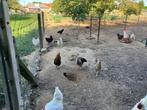 broedeieren te koop, Dieren en Toebehoren, Geslacht onbekend, Kip
