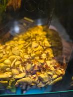 Neocaridina red rilli garnaaltjes op kraanwater 10 voor 10€, Dieren en Toebehoren