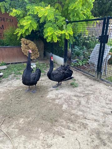 Zwarte zwanen, Plusieurs animaux, Domestique