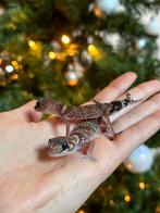 Underwoodisaurus milii, Dieren en Toebehoren, Hagedis, Tam, 0 tot 2 jaar