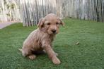 Abrikoze Medium Labradoodle pups met stamboom, Dieren en Toebehoren, Parvo, België, Overige rassen, 8 tot 15 weken