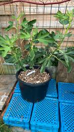 Vijgenboom Ficus Carica, Ophalen