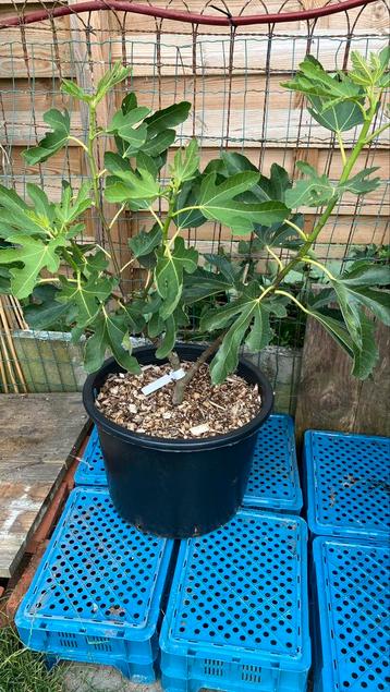 Vijgenboom Ficus Carica beschikbaar voor biedingen