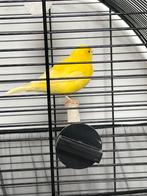 Oiseaux canari jaune male et femelle  année 2022 avec cage