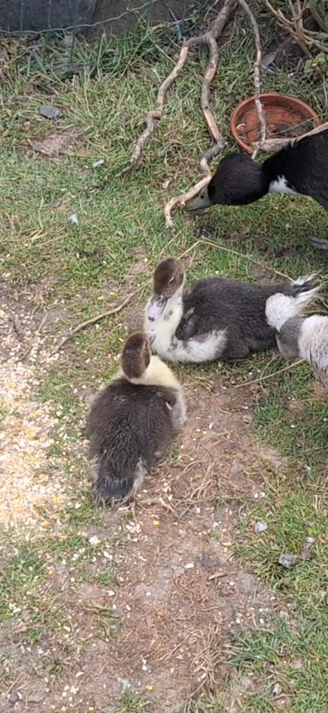 Koppel barberies, Animaux & Accessoires, Volatiles, Canard