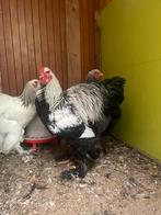 kweekhanen meerzomig zilverpatrijs 2025, Mannelijk, Kip