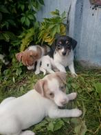 jack russel pups te koop op de boerderij, Dieren en Toebehoren, België, Jack Russell Terriër, 8 tot 15 weken, CDV (hondenziekte)