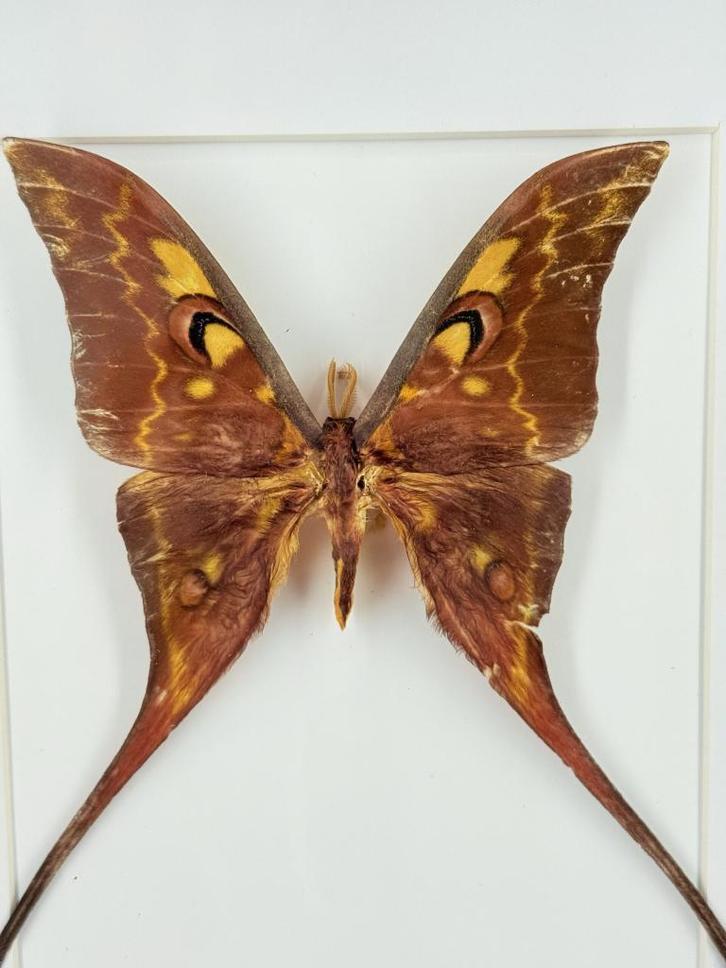 Maanvlinder in lijst - Wildernis Atelier, Verzamelen, Dierenverzamelingen