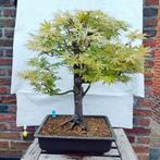 Bonsai Acer Palmatum 20j. Nr.11, Tuin en Terras, Planten | Bomen, Ophalen