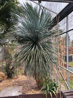 Yucca Rostrata ( origine Mexique), Tuin en Terras, Volle zon, Vaste plant, Bloeit niet, Ophalen