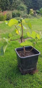 VIJGENSTRUIK, Tuin en Terras, Planten | Bomen, Ophalen, In pot, Volle zon, Minder dan 100 cm