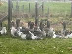 Te koop dewlap toulouse ganzen, Dieren en Toebehoren, Pluimvee