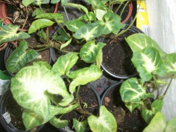 Syngonium Pixie en andere kamerplanten beschikbaar voor biedingen