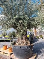 Olijfboom Olea Europaea Bonsai, Jardin & Terrasse, Plantes | Arbres, Olivier, Enlèvement