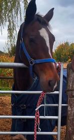 14 jarige springmerrie/fokmerrie, Dieren en Toebehoren, Paarden, Merrie, Springpaard, B, 160 tot 165 cm