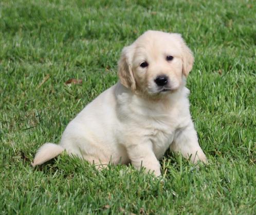 Golden Retriever pups, Dieren en Toebehoren, Honden | Retrievers, Spaniëls en Waterhonden, Meerdere dieren, Golden retriever, Fokker | Professioneel