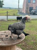 Prachtig mechelse koekoek koppel, Dieren en Toebehoren, Pluimvee