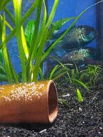 Zo'n lief koppel Andinoacara pulcher var Electric blue, Dieren en Toebehoren, Vis, Zoetwatervis