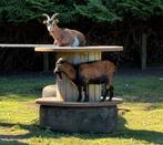 Koppel dwerggeiten te koop., Plusieurs animaux, Chèvre