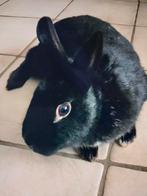 Jonge dwergkonijntjes, Dieren en Toebehoren, Vrouwelijk, Dwerg, 0 tot 2 jaar