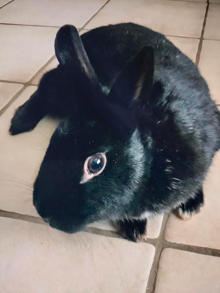 Jonge dwergkonijntjes, Dieren en Toebehoren, Konijnen, Dwerg, Vrouwelijk, 0 tot 2 jaar