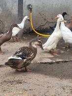 Zware eend, Dieren en Toebehoren, Pluimvee, Vrouwelijk, Eend
