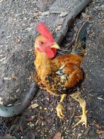 MODERN ENGELSE VECHTKRIELEN, Dieren en Toebehoren, Meerdere dieren, Kip