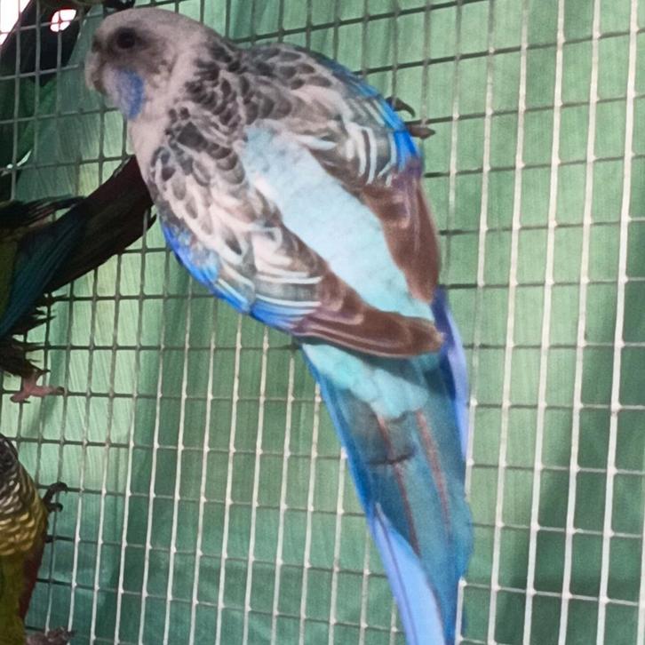 Rosella's, Dieren en Toebehoren, Vogels | Parkieten en Papegaaien, Geringd