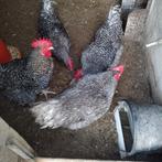 Raszuiver Mechelse koekoek hanen, Dieren en Toebehoren